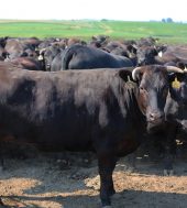 What’s a Wagyu?